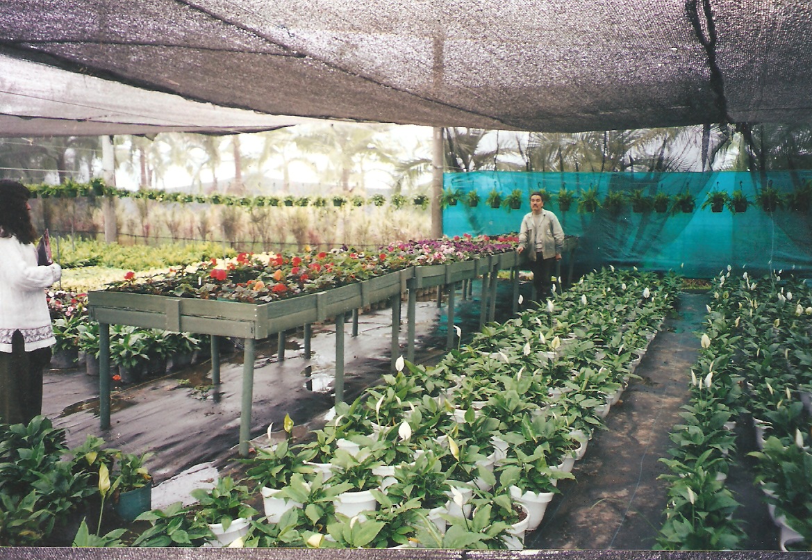 plantas vivas en estanterías planta viva vivero jardín estante para plantas vivas mostrador exhibidor de plantas vivas mostrador de plantas vivas en repisa armario tarima estantes de matas 0005 plantas vivas en estanterías planta viva vivero jardín estante para plantas vivas mostrador exhibidor de plantas vivas mostrador de plantas vivas en repisa armario tarima estantes de matas 0005